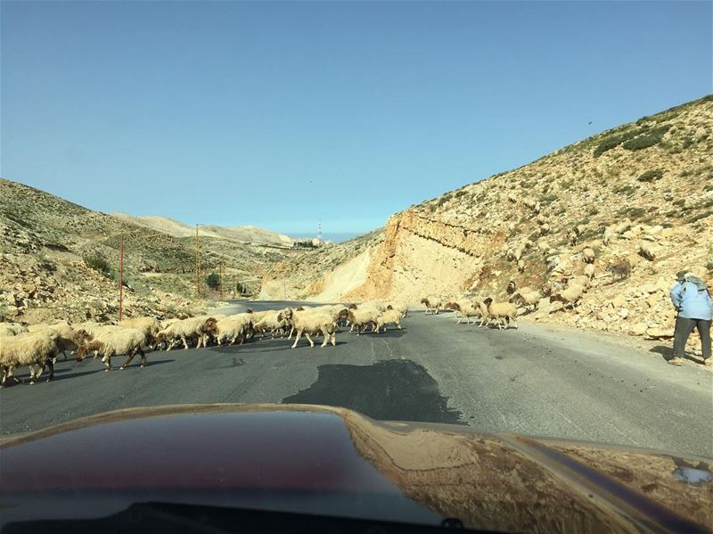  sheepontheroad  sheep  🐑 lebanesesheeps  nature  sunnyday  lebanon ... (Mzaar Kfardebian)