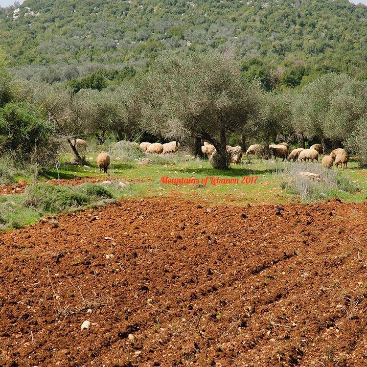 Sheeps under the Olive Trees and the plough land, somewhere in the Koura (b (Koura)