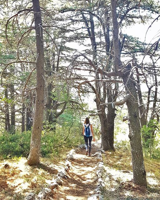 Shine your own light, follow your path🌲🌲🌲  love  TagsForLikes ... (Shouf Biosphere Reserve)