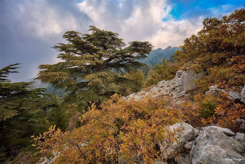  shouf  biosphere  reserve  lebanon @shoufreserve  cedar  tree  canon  5ds...