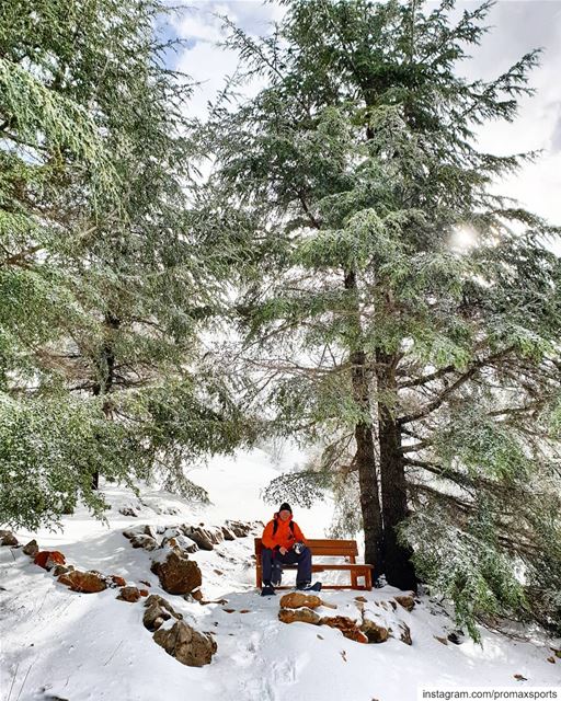 Shouf Cedar snowshoeing yesterday 🍃.🌲🌲🌲🌲🌲🌲🌲🌲🌲🌲🌲🌲🌲🌲.... (Bâroûk, Mont-Liban, Lebanon)
