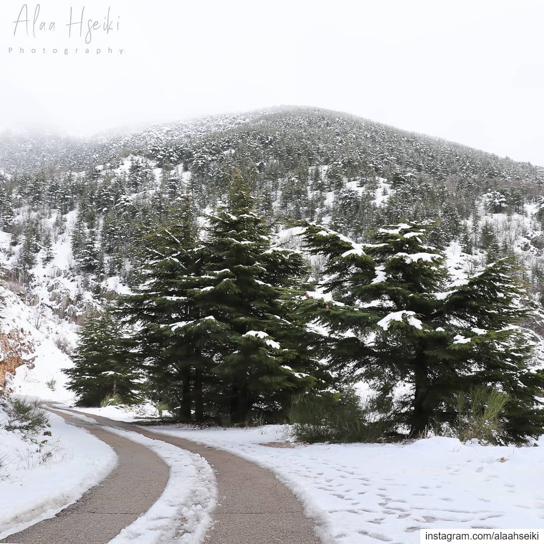Silence ❄️... Hseiki  Lebanon  beirut  nature  photography  snow ... (Bâroûk, Mont-Liban, Lebanon)
