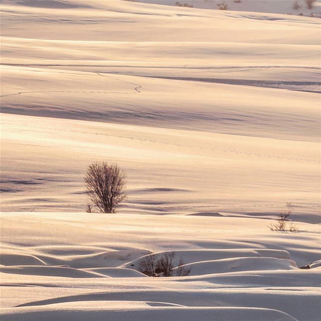 Silky Waves ❄. snow  winter  landscape  naked  tree  bakich  sunset ...