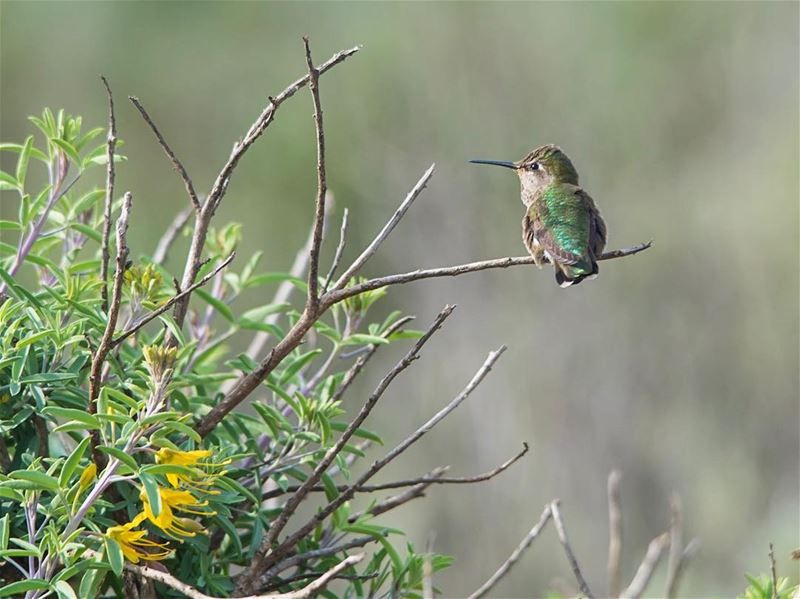 Smallest of the bird Kingdom, meet the  hummingbird...taken in ...