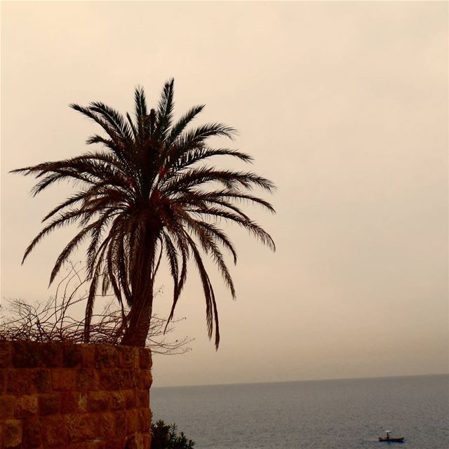  smell the  sea and  feel the  cloudysky  batroun  onthebeach  palmtree ...