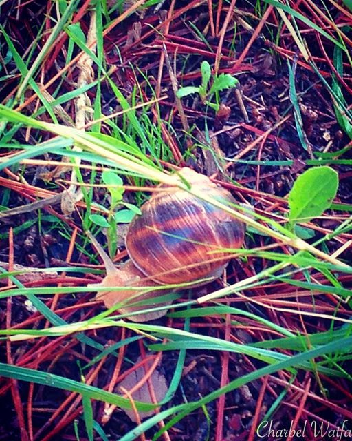 Snail in the  forest of  Broumana snails  grass  greenery  ground ... (Ouyoun Broumana)