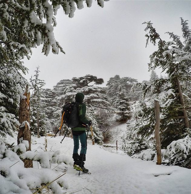 Snow Falling on Cedars. 🌲❄ backpacking  snow  thenorthface  mikesport ... (Cedars of God)