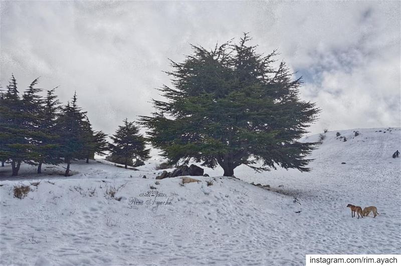 Snow is a white candle emitting warm beauties around it! lebanonweekly ... (Falougha, Mont-Liban, Lebanon)