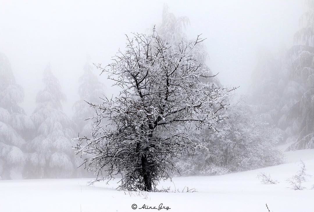 "Snowflakes are kisses from Heaven." ❄️ myheaven  snow  fall  nature ... (Al Shouf Cedar Nature Reserve)