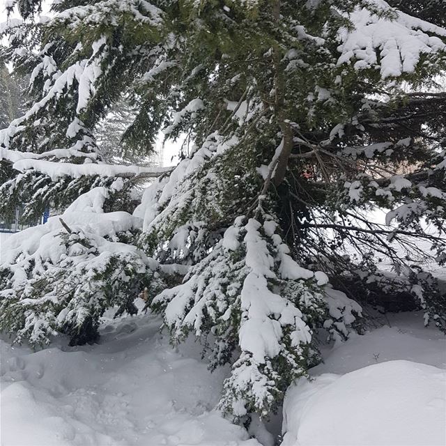 ❄🌪⛆❄🌫.. snowing  landscape  landscapephotography  neige ... (Faraya, Mont-Liban, Lebanon)