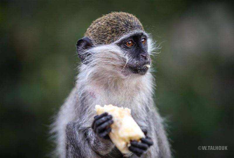 So cute...  monkey  cute  bannana  wild  wildlife  wildernessculture ... (`Akkar, Liban-Nord, Lebanon)
