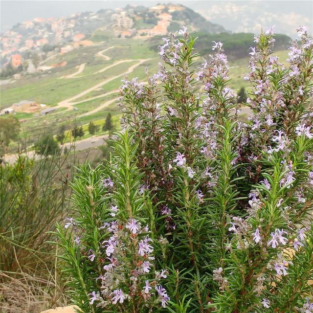 So much rosemary, need to come-up with ways to use it!  rosemary  herbs ... (Dayr Al Qamar, Mont-Liban, Lebanon)