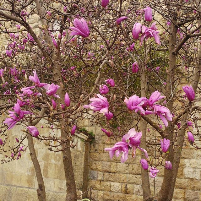 So nice to see these bursts of pink and white everywhere.  spring ... (Dayr Al Qamar, Mont-Liban, Lebanon)