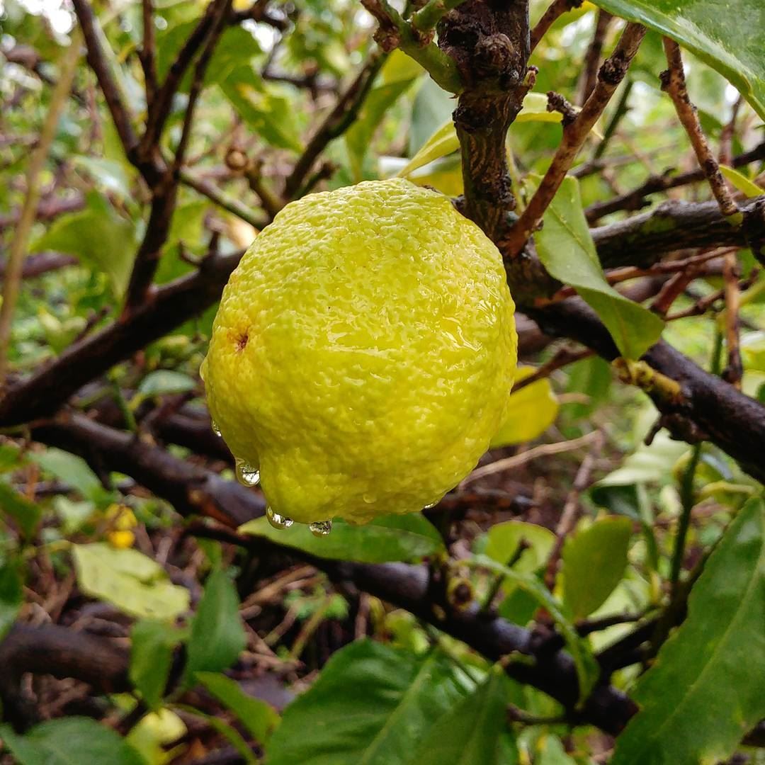 So tempting, all these lemons waiting to be picked!  lemon  citrus ... (Deïr El Qamar, Mont-Liban, Lebanon)