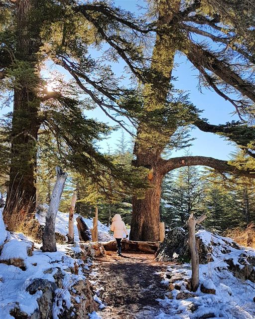 "Some walks you have to take alone...."🌹  cedars  forest  whatsuplebanon ... (Arz Bcharé)