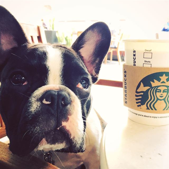 Someone needs his afternoon coffee urgently. bondthefrenchie ... (Beirut Souks)