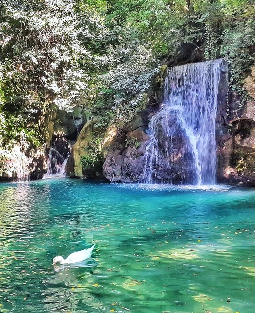 Sometimes a stay-cation can be just as fun as a vacation! Especially when... (Baakline, Mont-Liban, Lebanon)