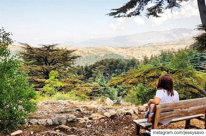 Sometimes you just need a break, alone, in a beautiful place, to figure... (Cedar Reserve Tannourine)