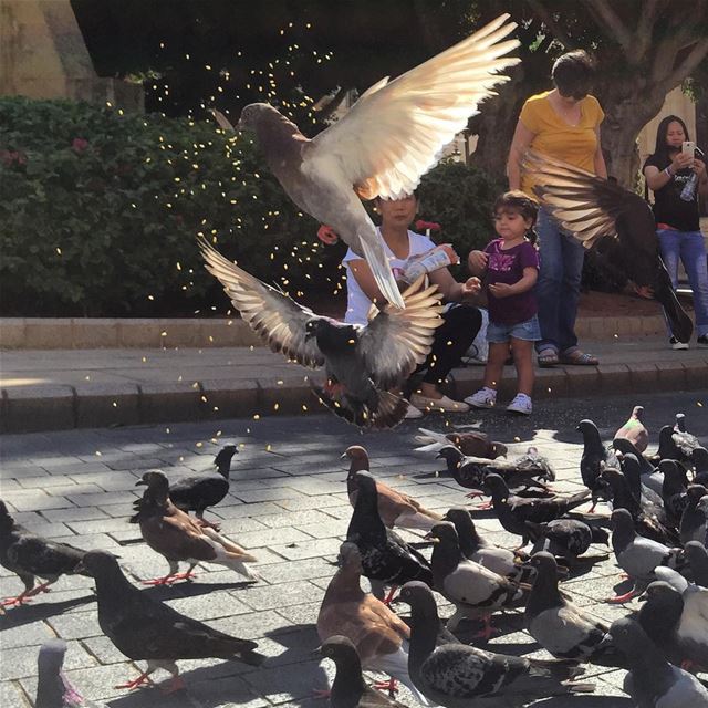  special  day  pigeons having  lunch  flying  birds  animals  eating ... (Downtown, Beirut, Lebanon)