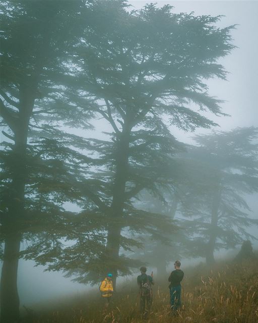 Spectacular Nature 🌲...... theglobewanderer  green  cedar  mist  red ... (Ehden, Lebanon)