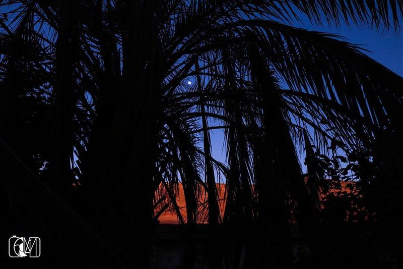 Spot the  FullMoon  Sunset  sunsettime  moon  palm  Tree  Nature ...