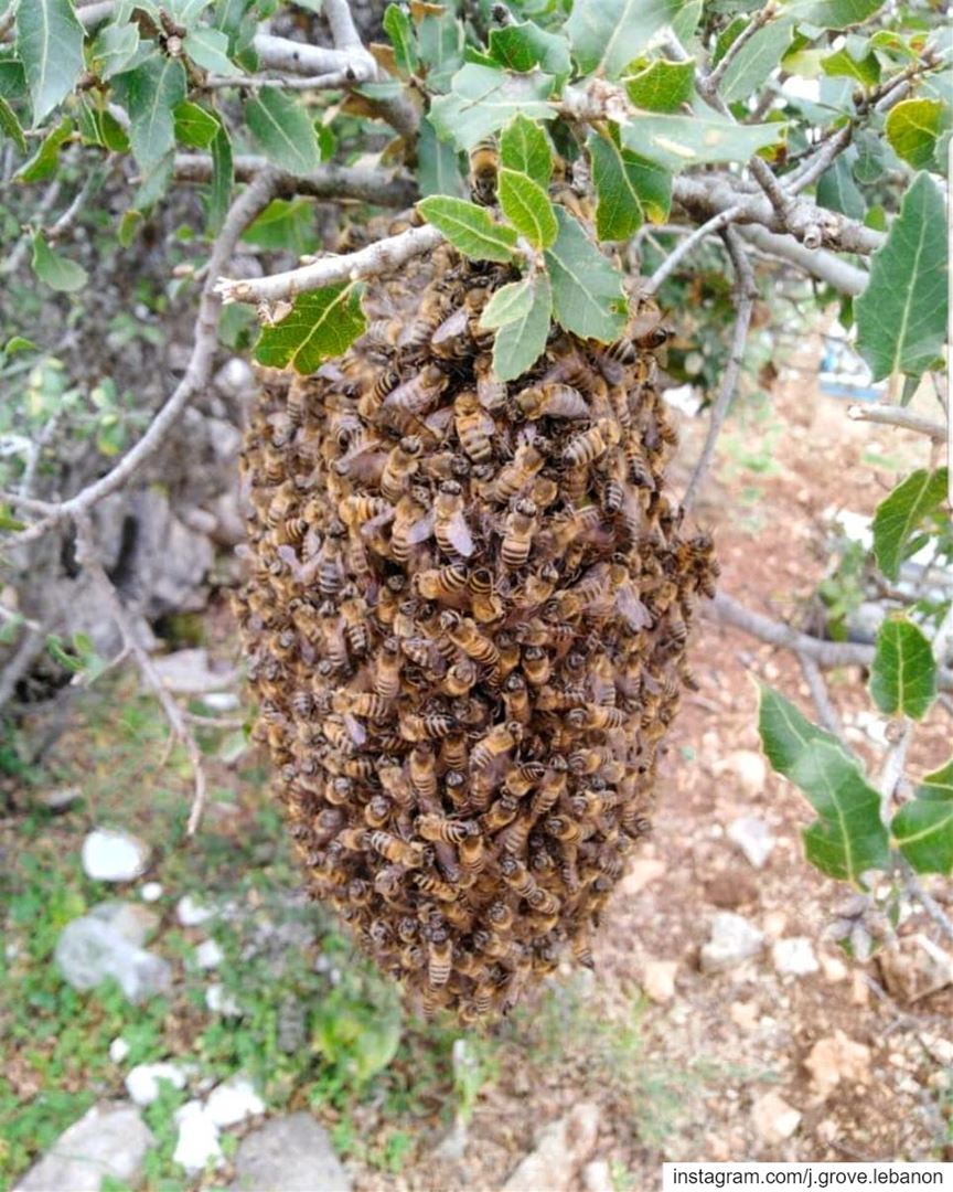 📷 Spotted on an oak tree: the first  HoneyBee  Swarm catch of the season �