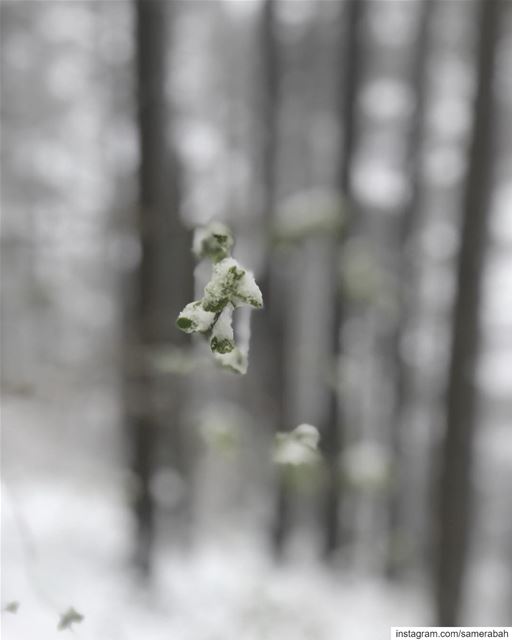 Spring 3........ snow  wild  forest  tree  cedars  hiking  art ... (Shouf Cedar Ain Zhalta)