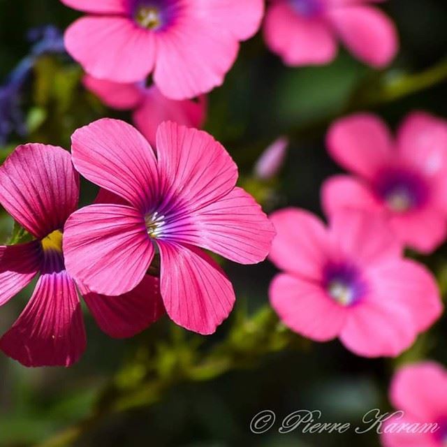  spring  colorful  flower  pink  nikond5300  nikonphotography ...