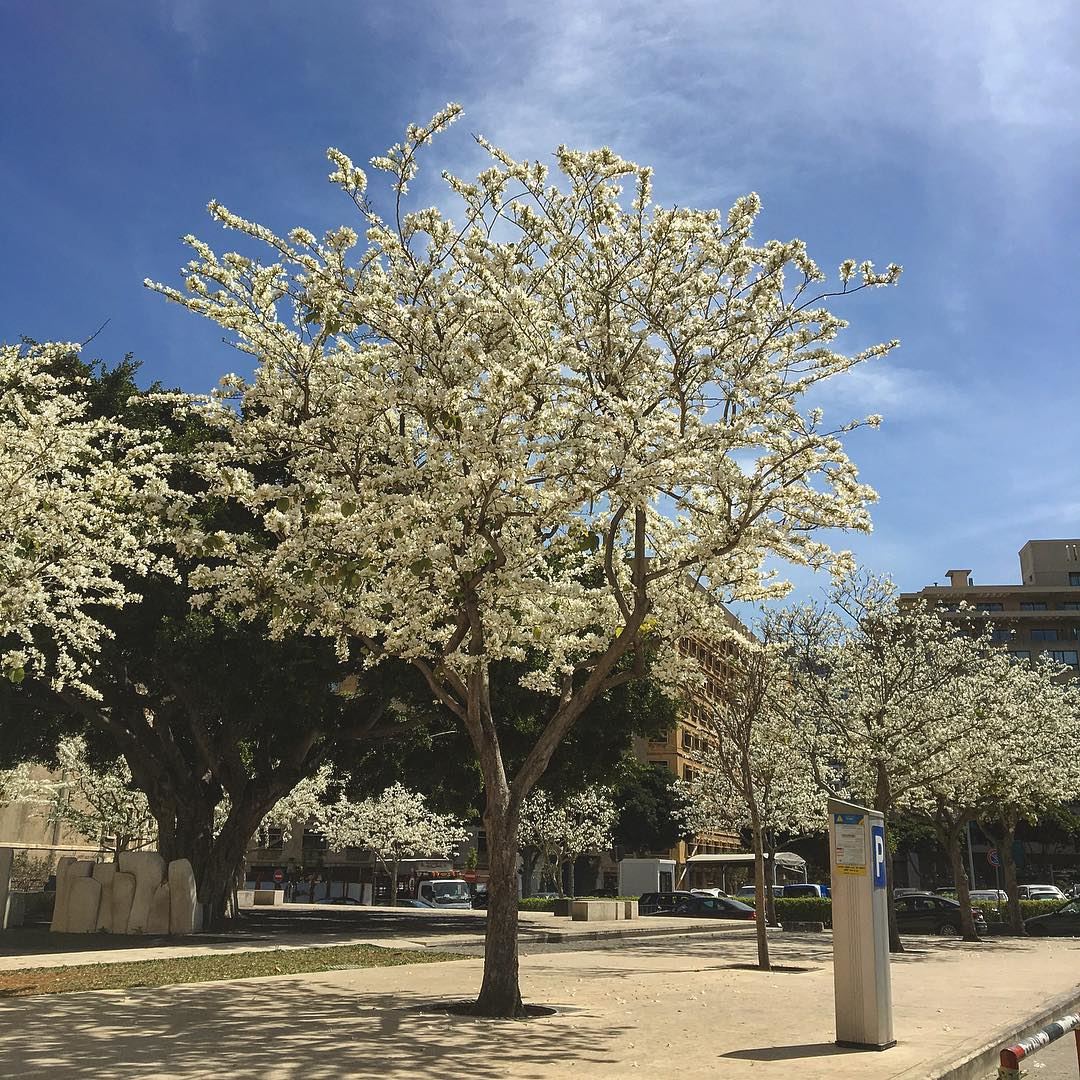 Spring in Beirut  Beirut  downtown  spring  blossom  bluesky ... (Downtown Beirut)