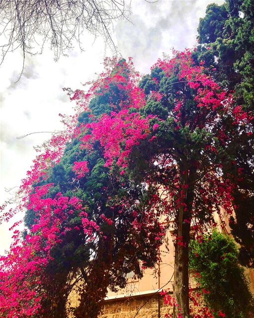  Spring in  Lebanon 🌺🌺🌺 ____________________________ Lebanon  Beirut ... (Achrafieh, Lebanon)