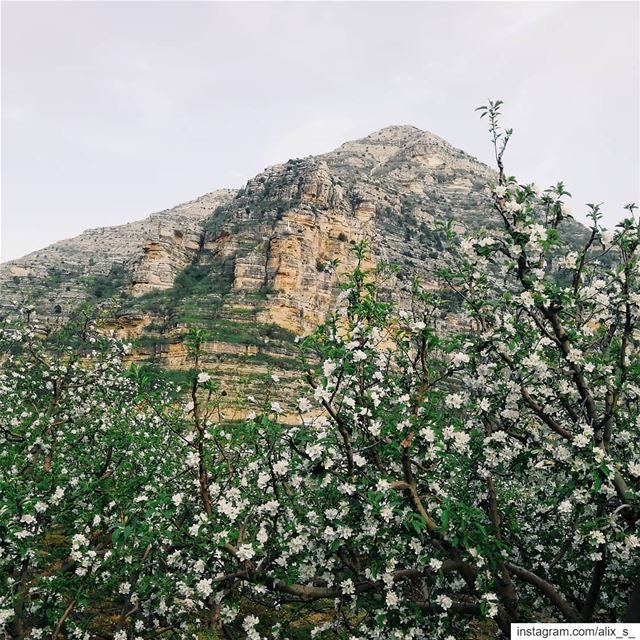Spring in mountains 💕  Lebanon  spring  aqura ... (Aaqoura, Mont-Liban, Lebanon)