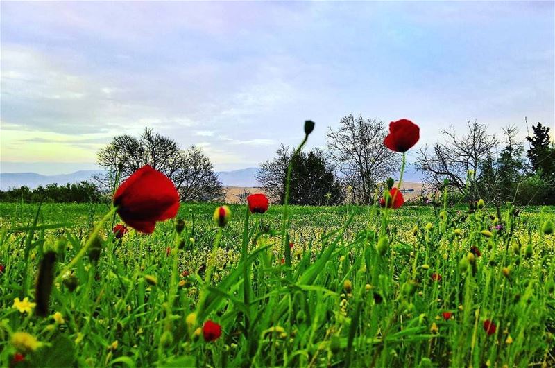  spring is coming ...Photo credits to @firassafwan hermel  hermel_city ... (El Hermel, Béqaa, Lebanon)