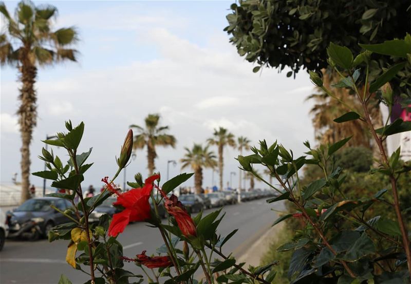 Spring is everywhere in Beirut...Yellow, red, pink and other blossoms are... (Manara Beyrouth)