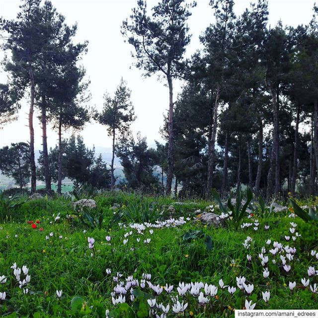 Spring is here 🌼🌷🌼🌷🌳 spring  white  red  flowers  green  trees ... (Ebel Es Saqi, Al Janub, Lebanon)