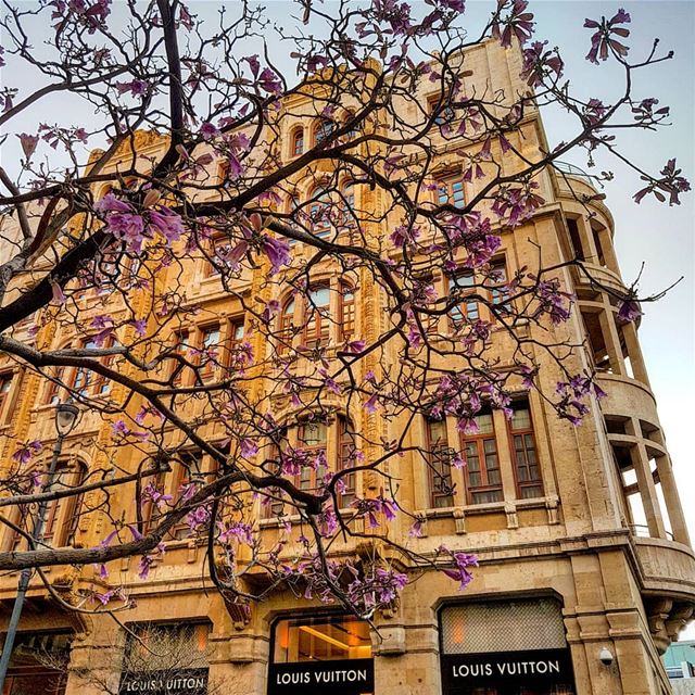  Spring is here...the jacaranda flowers are out!.. jacaranda  tree ... (Beirut, Lebanon)