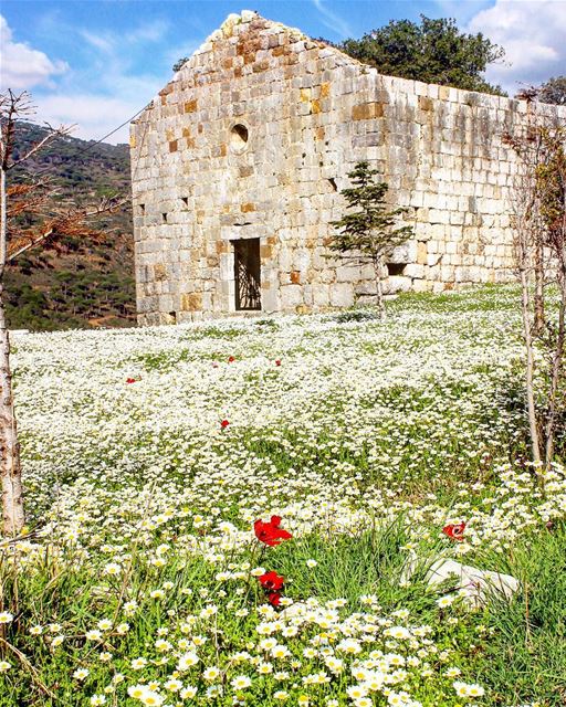 Spring is knocking on the door! 🌸🌼🌺🌻🌷🌾 GOOD MORNING EVERYONE ☀️..... (Lebanon)
