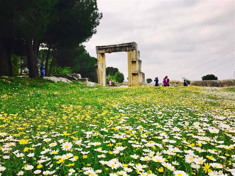 "Spring is nature's way of saying, let's party!" Robin Williams......... (Aïn Aakrîne, Liban-Nord, Lebanon)