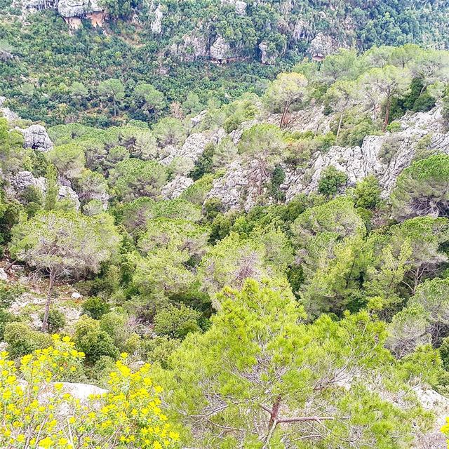 " Spring is when life's alive in everything " spring nature... (Broummâna, Mont-Liban, Lebanon)