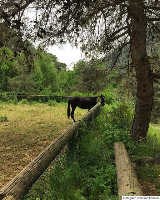  spring  outdoors  nature  animal  horse  escapade  getoutside ...