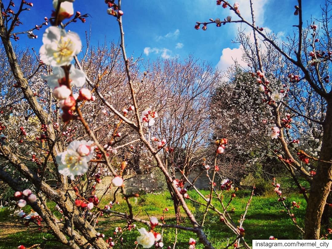 Spring spirit by @firassafwan hermel  hermel_city  bekaa ... (Hermil, Béqaa, Lebanon)