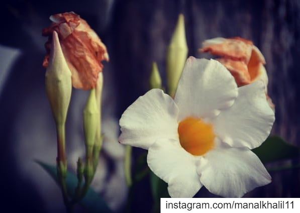  spring  time  flowers  nature  lebanon  picoftheday  photography ...