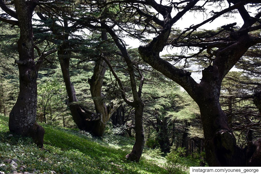 Springtime at the Cedar Forest of the Shouf Nature ReserveSee more of my... (Al Shouf Cedar Nature Reserve)