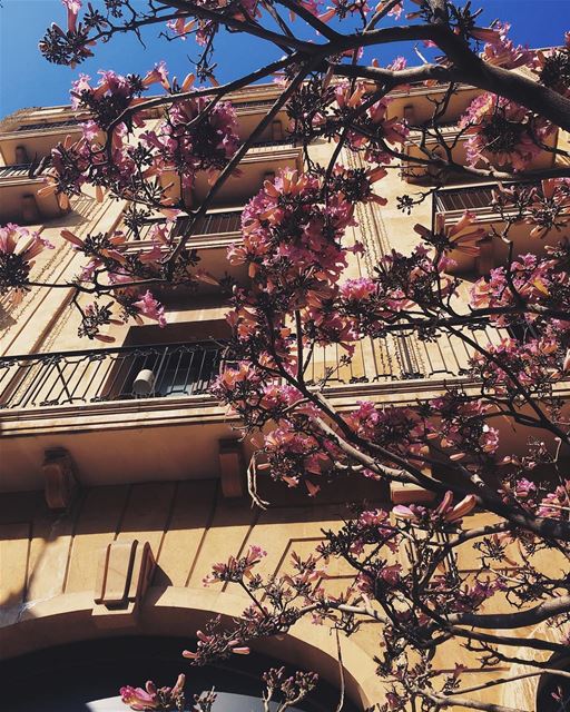 Springtime in Beirut 🌸🌸🌸 Сплошное удовольствие гулять по центру Бейрута, (Downtown Beirut)