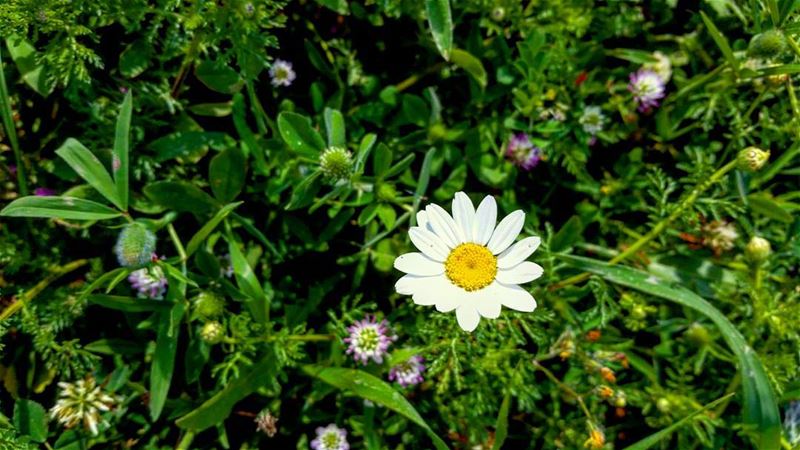😍🌼💙 springtime spring flower flowers loveflowers love_flowers white...