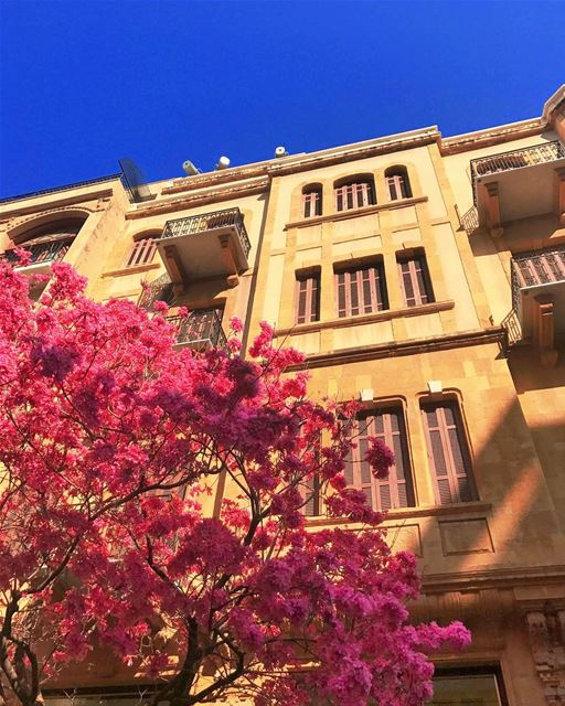 SprinK 👚👙👛🐽🐷🌸🌷🎟🎀💓💗💖💘💝  beirut  spring  tree  pink  building ... (Downtown Beirut)