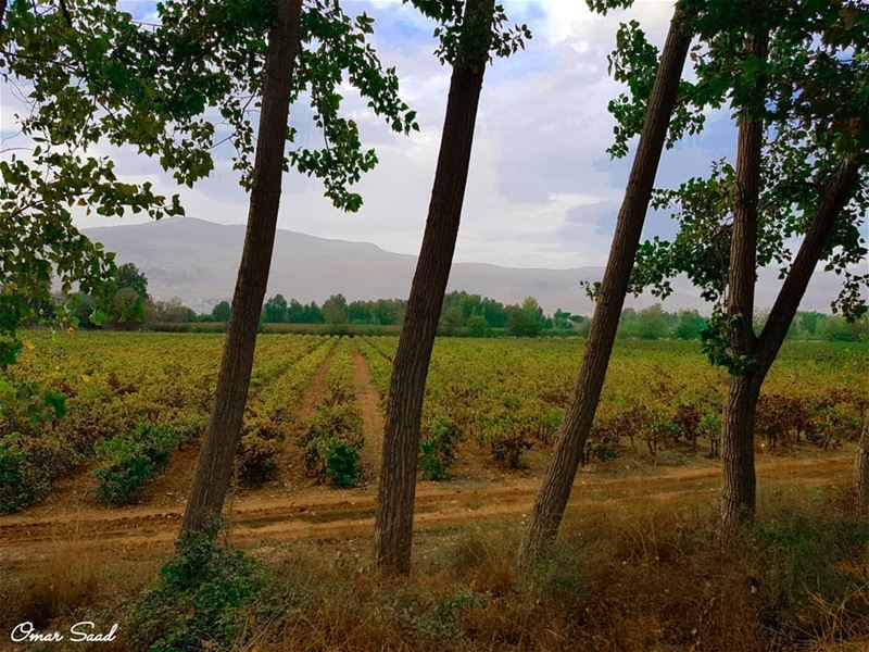 Stand behind  vineyard  taanayel  grape  field  outdoor  vacation  lebanon...