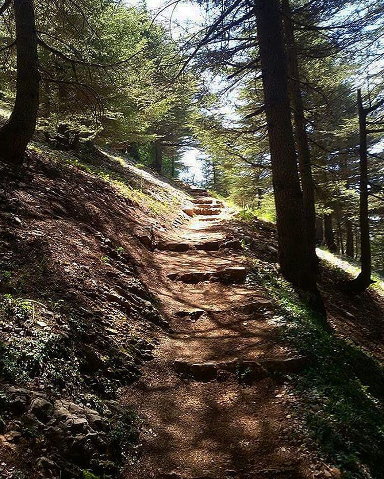 Stop. Breathe. Relax. Listen. hikinggirl  trail  forest  baroukcedars ... (Barouk Cedar Forest)