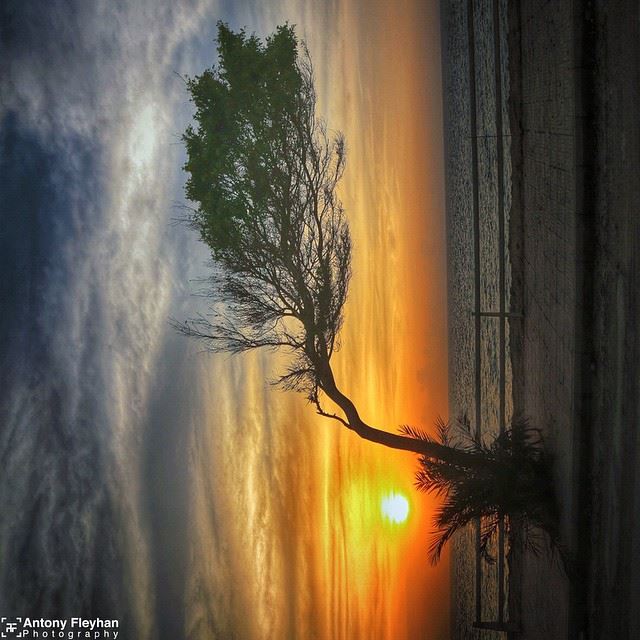  Storm Make  Trees Take Deeper  Roots🌱  Sunday  Sunset  Lebanon  Beirut 🇱 (Dbayeh, Mont-Liban, Lebanon)