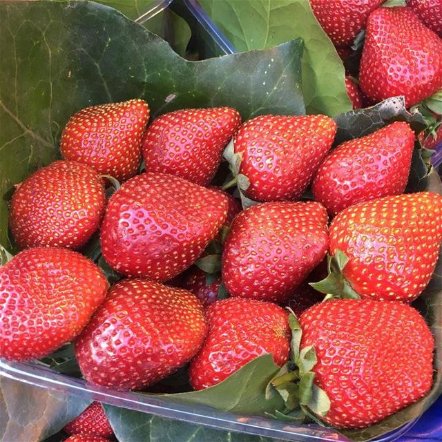  strawberry  strawberrys   fruit  strawberrylovers  sweet  healthy ...