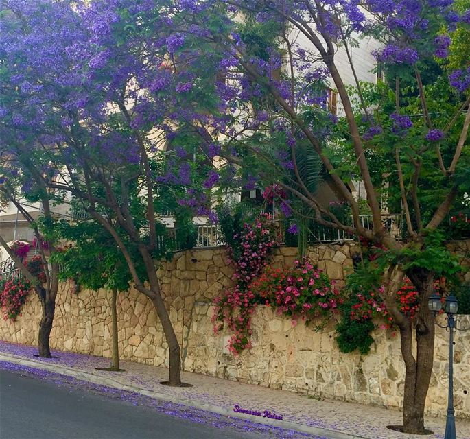  streetphotography  flowers  colors  beautiful  lebanon  jakaranda ...